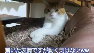椅子の下に座ってただけなのに人間にイタズラされた猫の姿です