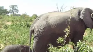 Baby Elephant walking with mother