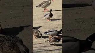 Enten quaken #vogel #enten  #schnattern #entenvogel #g&auml;nse