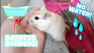 The best way to bond with your gerbils!