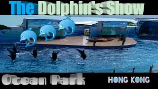 The Dolphin's Show | Ocean Park