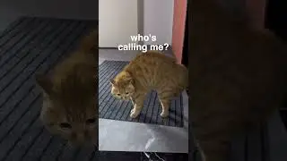 chat is this real
