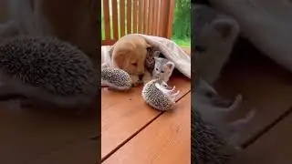 Cats and Dogs Welcome a Hedgehog Family with Heartwarming Curiosity #pets #hedgehogs #animals