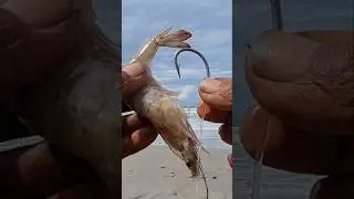 CARA MEMASANG UMPAN UDANG