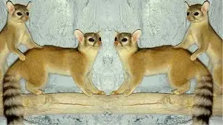 Ringtail Cat (miner's cat): Small carnivorous of North America