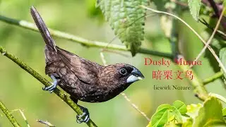 another common Borneo endemic ... Dusky Munia, 暗栗文鸟, 暗栗文鳥, Lonchura fuscans, コゲチャキンパラ