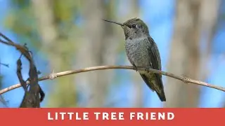 Little tree friend