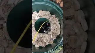 Green rock септик. Сервисное обслуживание