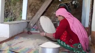 Separating rice grains from chaff by hand in Ilam, Nepal