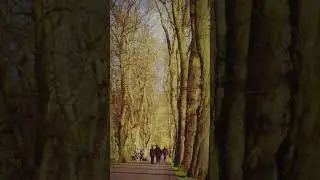 Avenham Park on a Cold Winter Afternoon #shorts