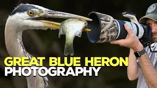 3 MONTHS at a Great Blue Heron Nest | Wildlife Photography