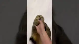 Fat cat dances!  Flexible fat cat😂#cute #funny #shorts