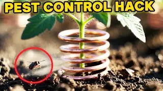The Forgotten Copper Trick That Protects Plants Naturally