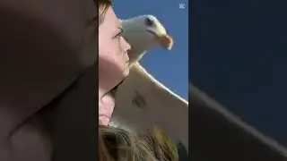 When curiosity gets the best of you. That's for the birds! #ladykarus #fails #fypyoutube