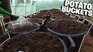 Easily Grow Potatoes in Buckets for a BIG Harvest NOW