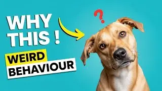 Why Dogs Do Weird Things? | Dog Behavior Explained