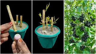 Learn how to grow black jamun plant | Incredible gardening trick