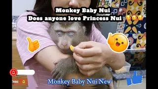 Monkey Baby Nui   Does anyone love Princess Nui  🥰🥰🥰