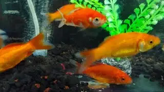 Relaxing Fish Aquarium Water Flow | No Music