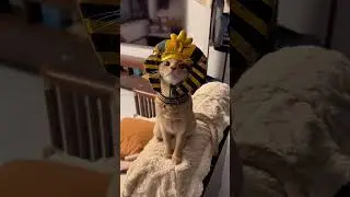 I Am the Meow Pharaoh, Bow Before My Paws! 🐾👑