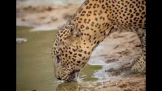 Lucas (YM16) from Yala National Park