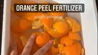 Orange peel fertilizer for your plants!