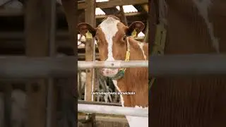 GS agri| Mischfutterfachberater*in Vertrieb Rinderfutter gesucht
