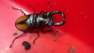 Hexarthrius parryi paradoxus  (origin :Indonesia)