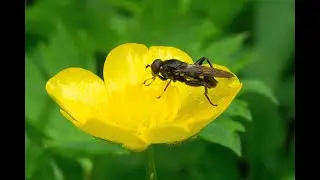Korte bladloper Chalcosyrphus nemorum, stuifmeel eten, poetsen en vliegen