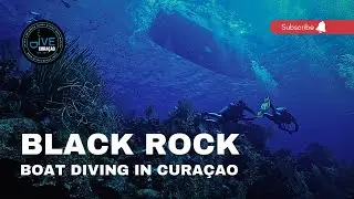 Boat Diving at Black Rock Dive Site: Cura&ccedil;ao Scuba Diving in 4K with Ocean Encounters