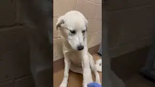Sweet Abby will shake for treats!
