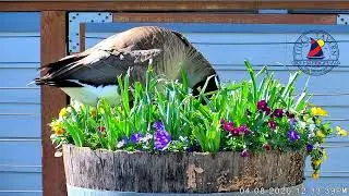 Tides Tavern - Stella the Goose Cam
