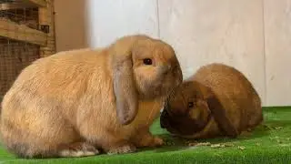 SAM AND JULIA MY RABBITS #australia #rabbit #farming