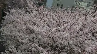 Cherry blossom season in TokyoSakura