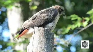 Buse &agrave; queue rousse &agrave; la chasse/Red-tailed Hawk on the hunt