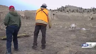 Nebraska Game and Parks captures, releases big game animals for research