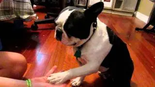 how to get your dog to give paw