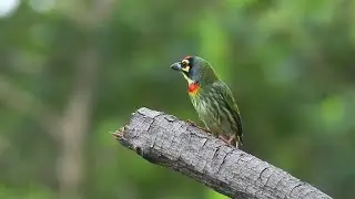 Bird behavior- birds spend most of the time in foraging & little on nest making, Coppersmith Barbet