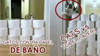Gatos Contra Papel De Baño | Cats Vs Toilet Paper | Turcats Channel