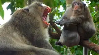 Lovely Moments, Relaxing wildlife videos with natural sound, Charlie Monkey Group