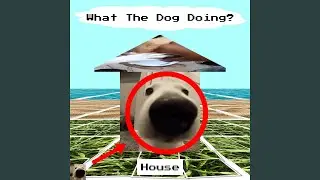 What The Dog Doing? House