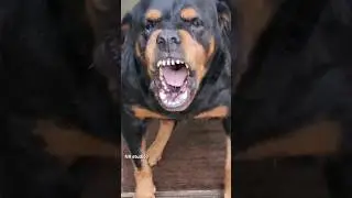 angry dog barking loud sound #rottweiler #petsempire #cuteanimal #pets #petsrule #cutepuppy