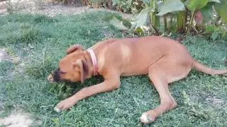 Cachorro boxer 5 meses