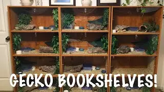 Gecko Bookshelf | DIY Leopard Gecko Enclosure