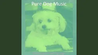 Spacious Ambience for Calming Your Dog