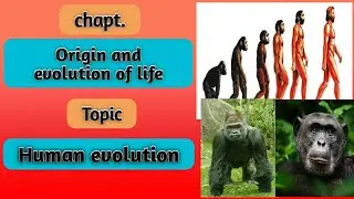 Human evolution / chapt. Origin and evolution of life / class 12 th biology.
