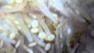 Hydrostatic consciousness