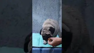 ASMR Mukbang Eating apple 🍎 pug dog