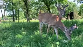 Mature Buck Bone Cam from Oak Creek Whitetail Ranch (8th episode, June 16, 2021)