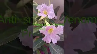 Bignonia megapotamica#Medicinal plant with delicate light purple color, wavy Petal flowers#Gardening
